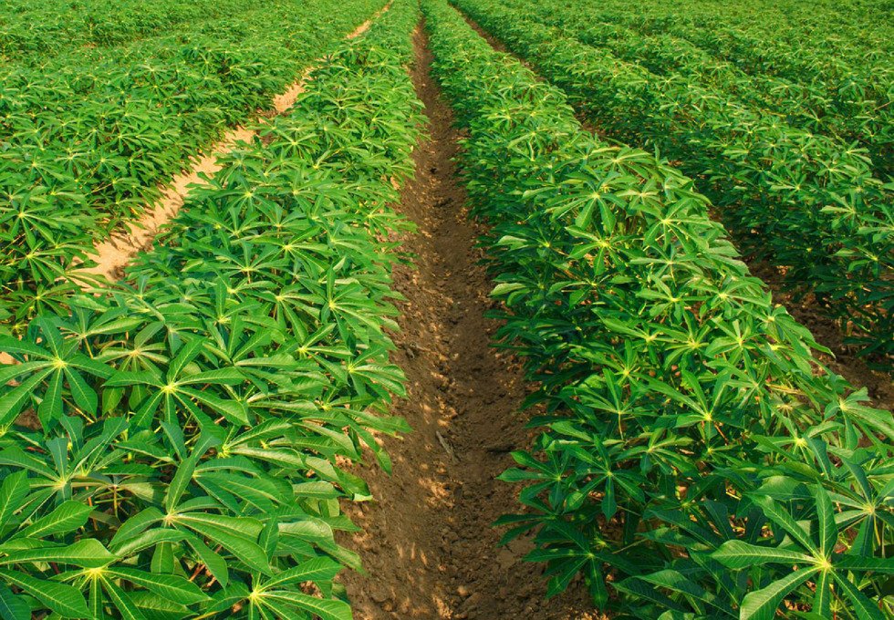 SMS Waxy Tapioca Starch Innovation