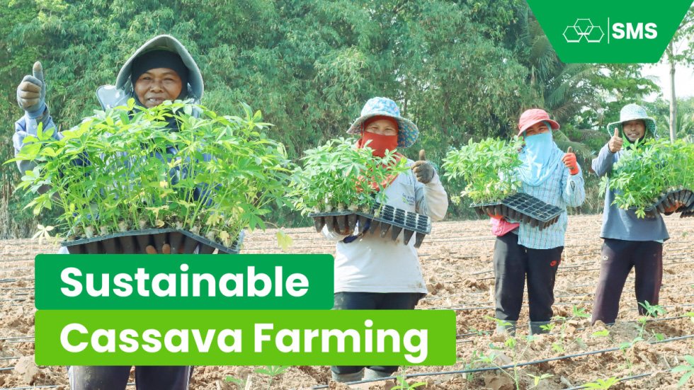 Sustainable Cassava Farming: TTDI & SMS Partner to Eradicate Cassava Mosaic Disease (CMD) and Empower Farmers